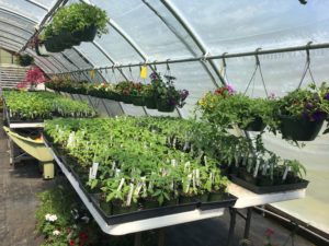 plants inside greenhouse