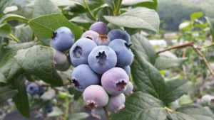blueberries