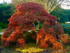 tree in full fall color