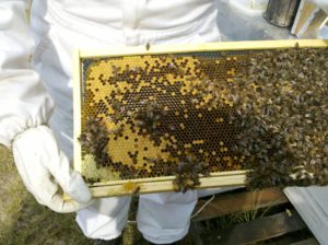 beekeeper in white suit with tray of bees