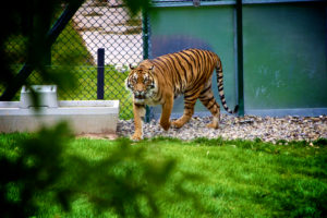 tiger in a zoo