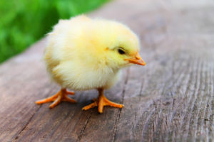 yellow baby chick