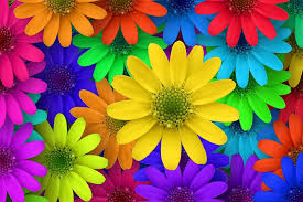 bright colored flowers