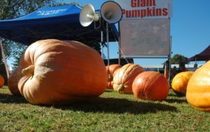 giant pumpkins