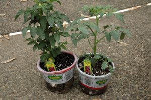 tomato plants in pots