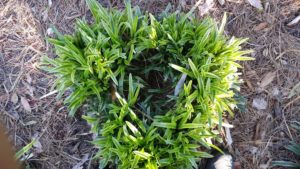 Dividing Ornamental Grasses | North Carolina Cooperative Extension