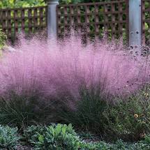 purple muhly grass