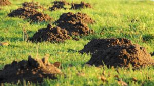 mole damage dirt mounds