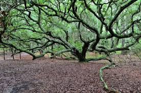 lov oak tree