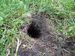 hole caused by vole