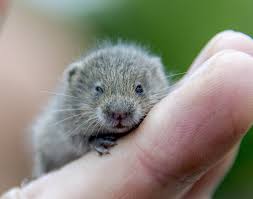 vole