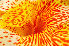inside orange canna lily