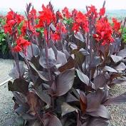 Red Canna lilies