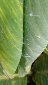 Canna leaf damage