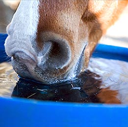 Horse drinking water