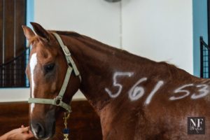 horse with id number