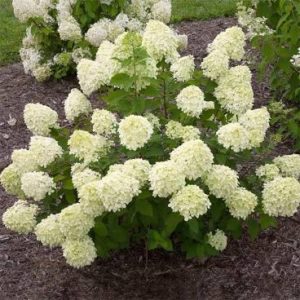 white hydrangea