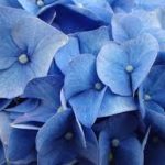 Blue Hydrangea