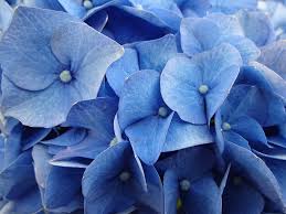Fall Color Trend: Burgundy… – The Blue Hydrangeas – A Petite