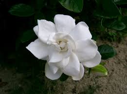 gardenia