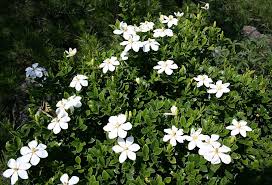 Summer snow gardenia