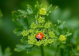 lady bug on plant