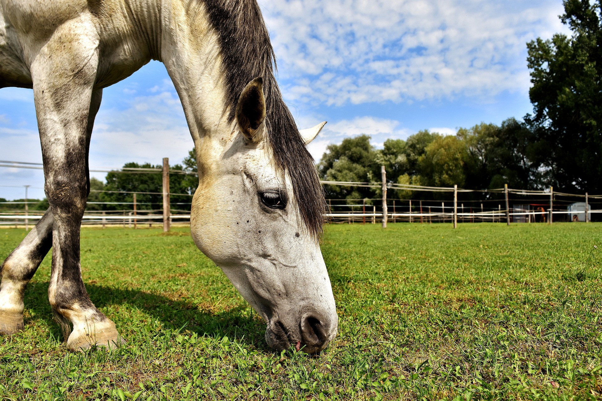 Horse grazing on grass