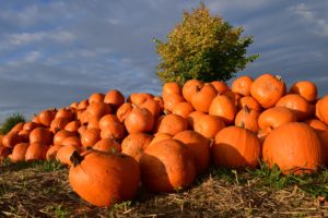 pumpkins