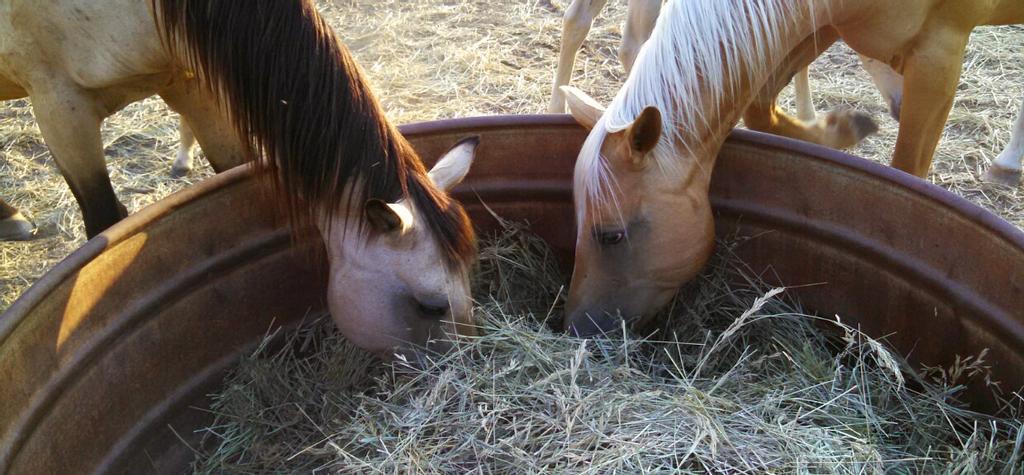 two horses eating