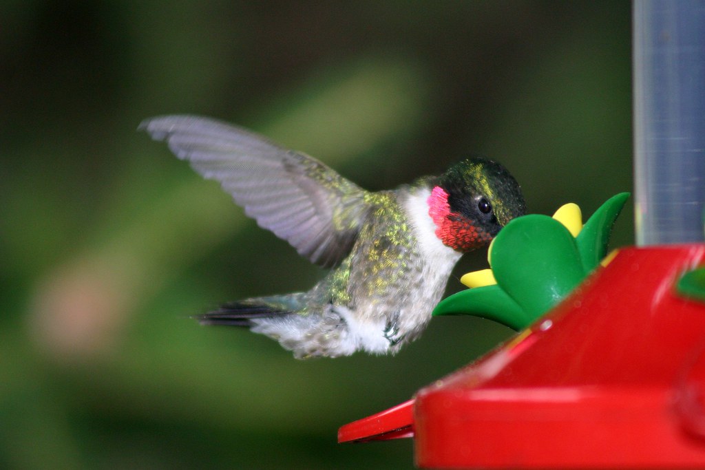 hummingbird on a feeder