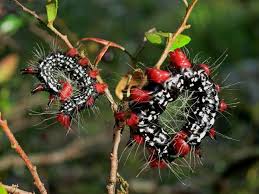azalea caterpillars