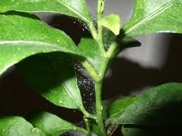 spider mite damage