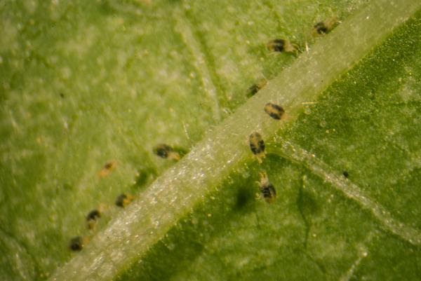 Stop-Kill-Control Spider Mites, Green Cleaner