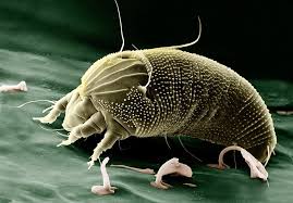 spider mites