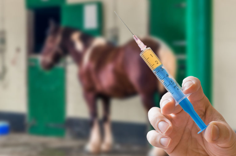 horse getting a vaccination