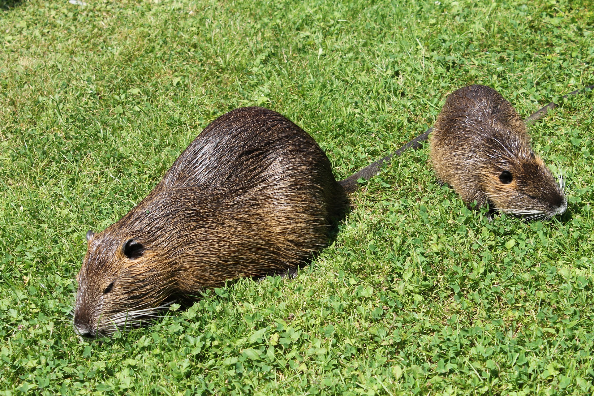 Nutira Animal - Nutria - An Animal You Will Be Seeing More Of / Your