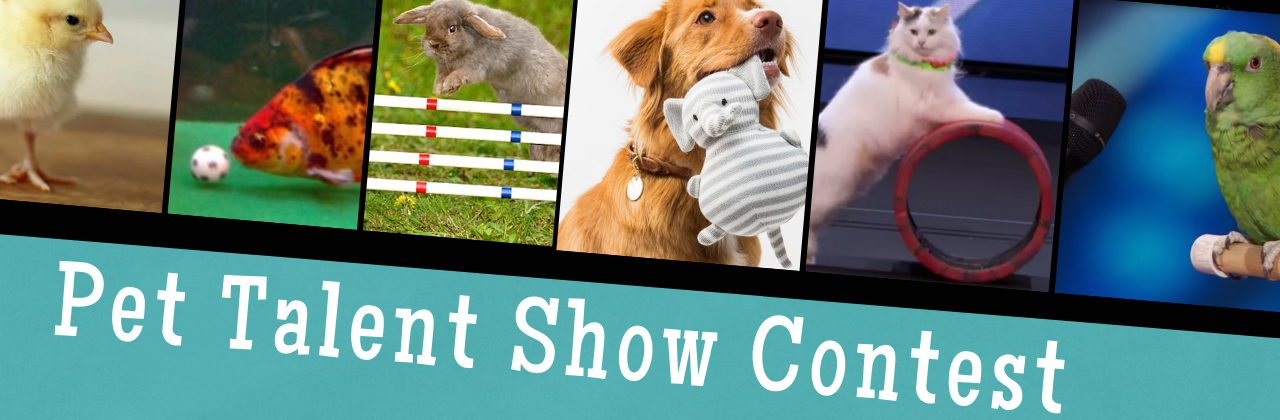 pets showing off their talent flyer for contest