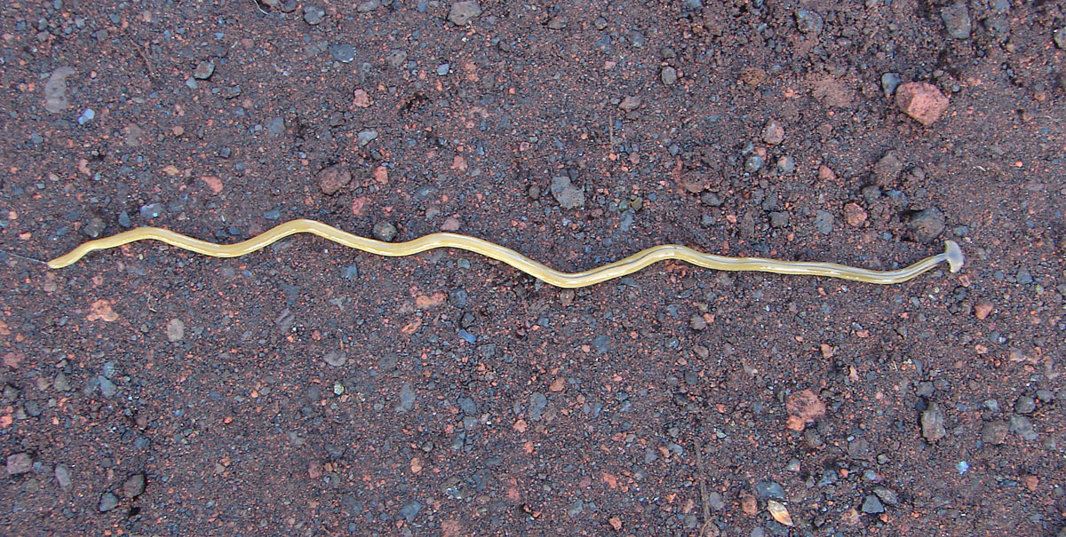 hammerhead worm