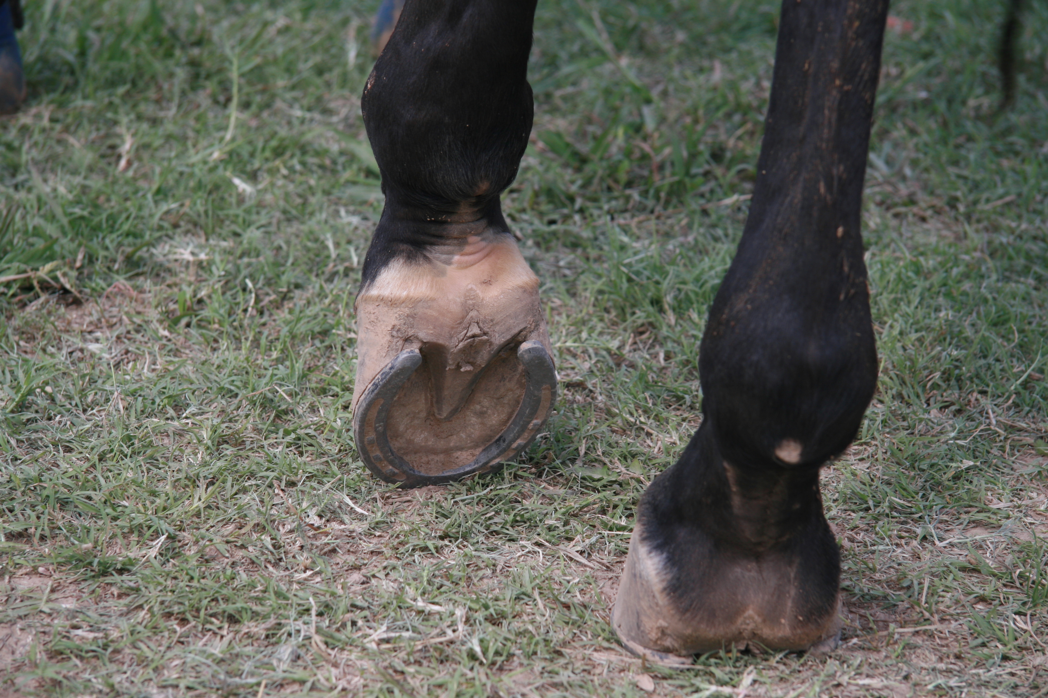 Horse hooves