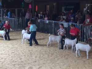 4-H Livestock show. Participants with goats.