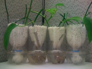 hydroponics system