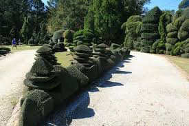 pruned shrubs
