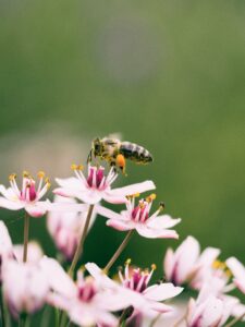 bee on flower