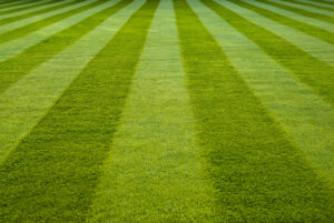 rows of green golf course grass