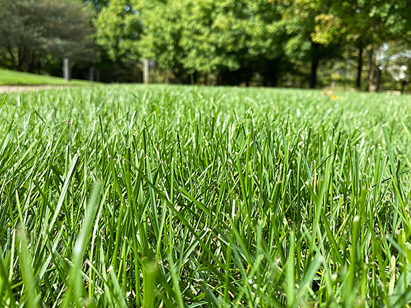 green lawn