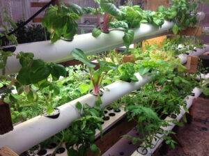 hydroponics rack