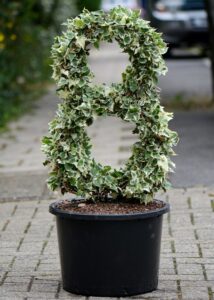 ivy topiary in a container