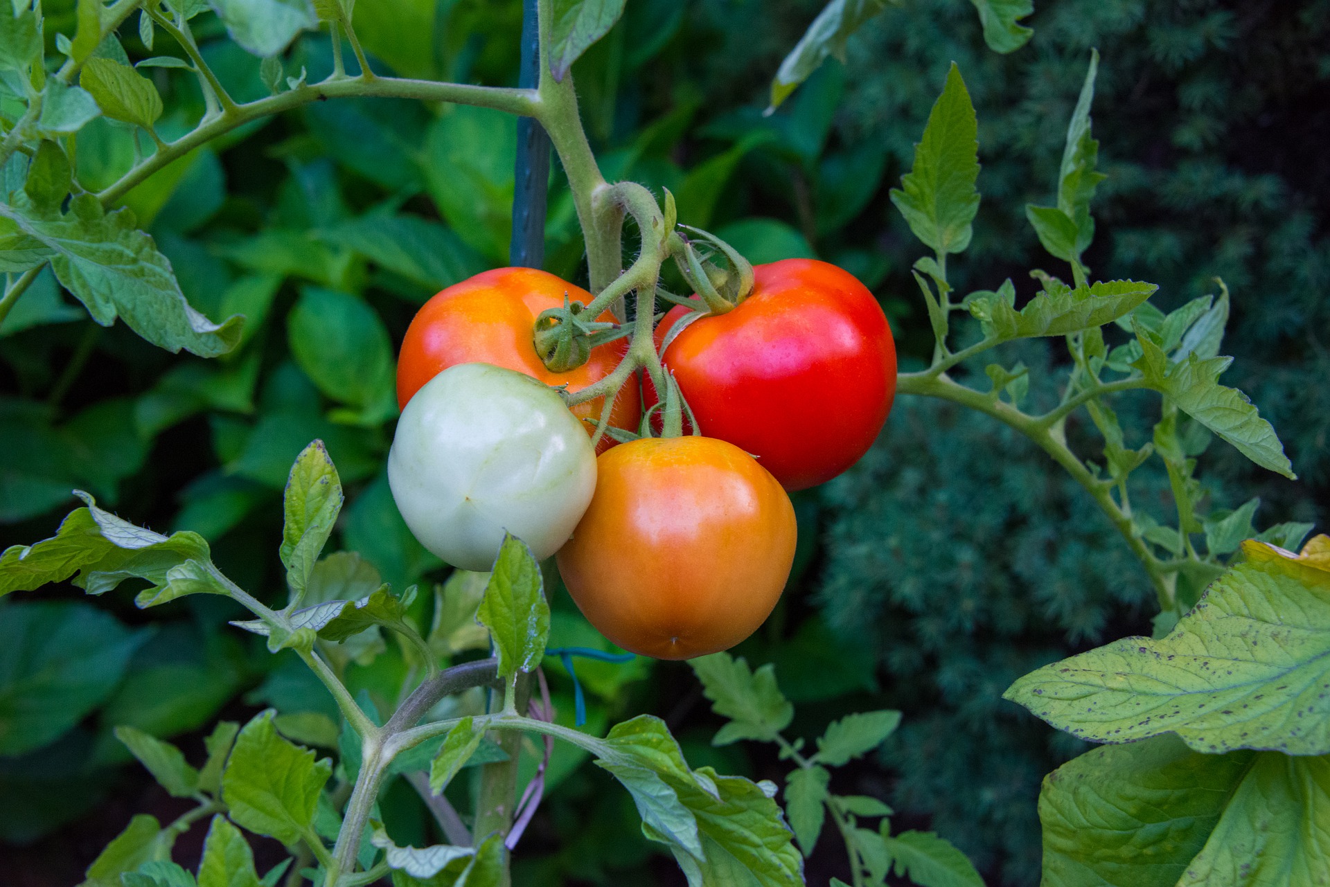 tomato plant