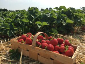basket of strawberries in field
