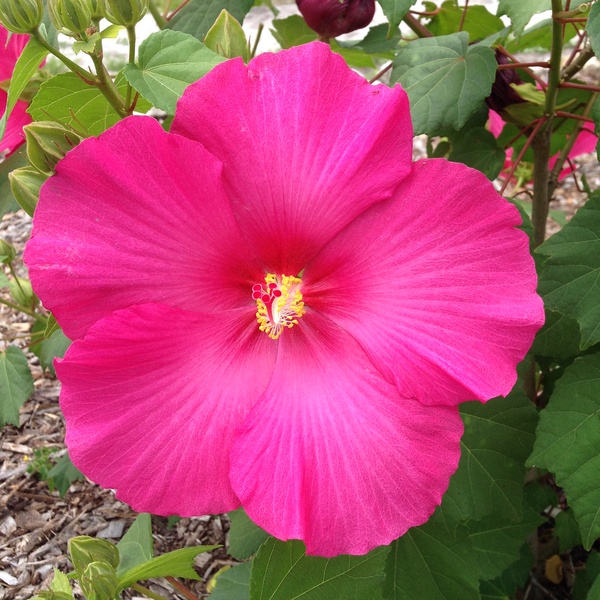 Marsh hibiscus